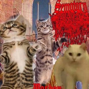 Meet your Posher, Gavin